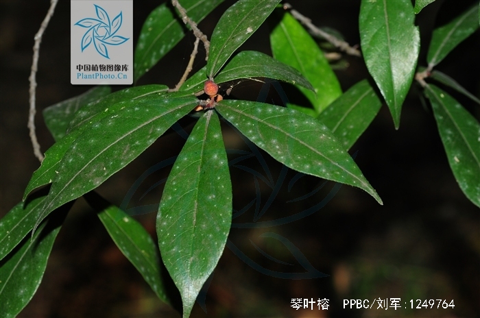  p data-id="txtlffkmleos">琴叶榕( i>ficus pandurata /i> hance)是
