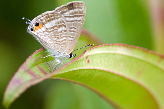 euchrysops cnejus fabricius