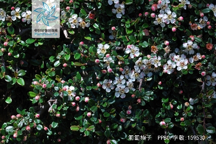  p>匍匐栒子(学名: i>cotoneaster adpressus /i> bois)是蔷薇科,栒子