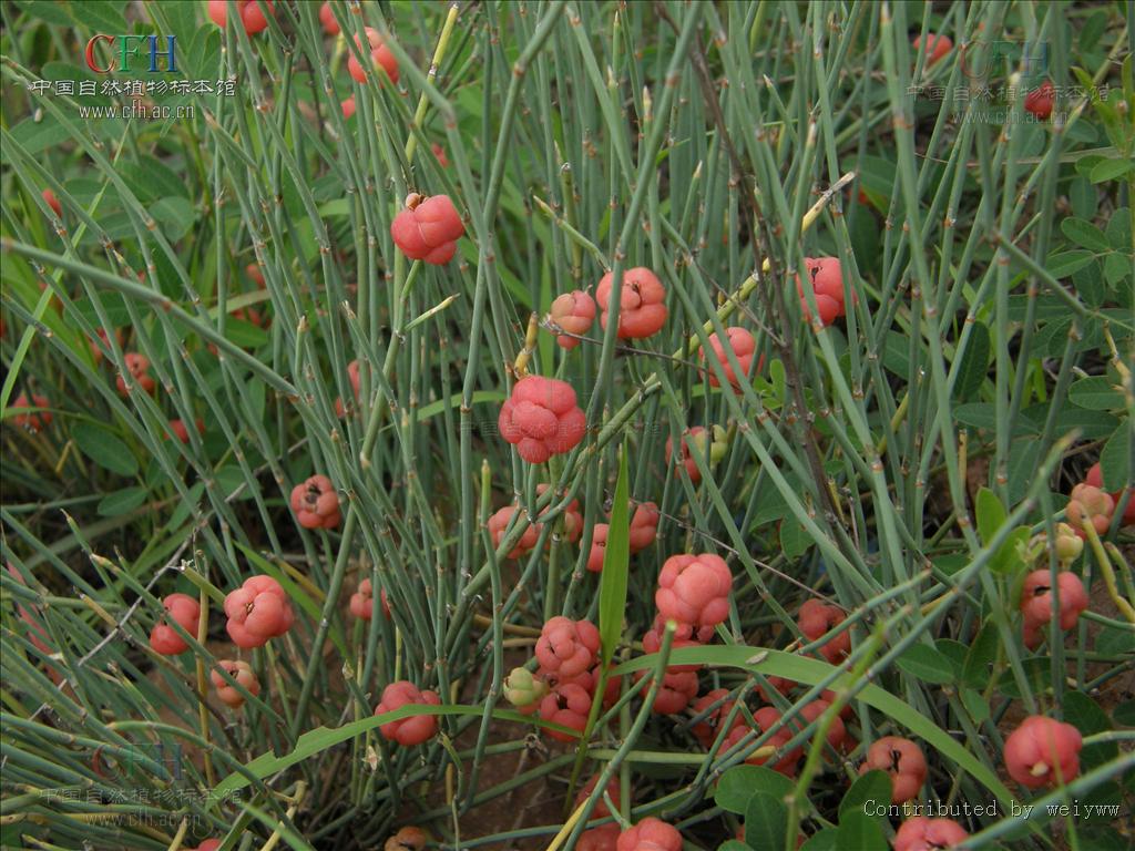  p>草麻黄,学名:ephedra sinica stapf,为 a target="_blank" href="