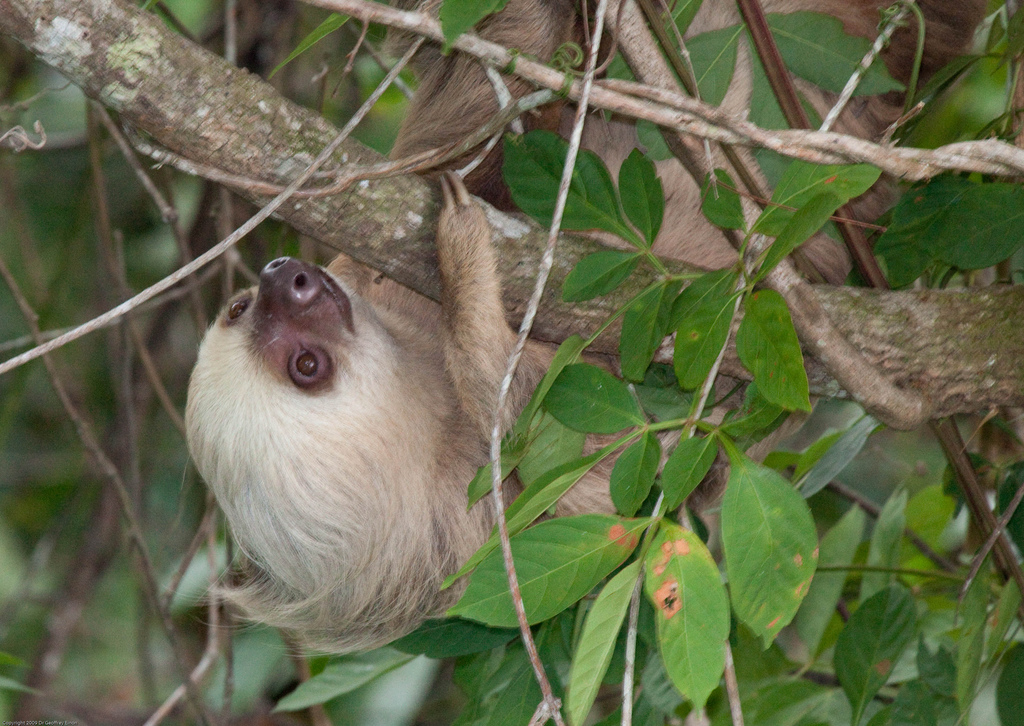  p>霍氏树懒(学名:choloepus hoffmanni)是中美洲及南美洲的一种树懒.