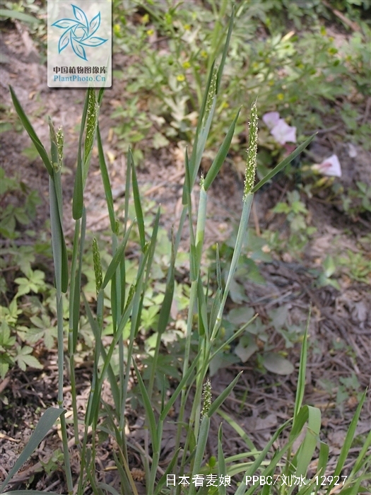  p>日本看麦娘. a href="#">禾本科 /a>看麦娘属. 一或二年生草本.