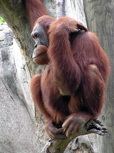  i>pongo abelii /i>):是 a target="_blank" href="/item/苏门答腊岛