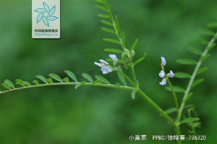 vicia hirsuta (l.) gray