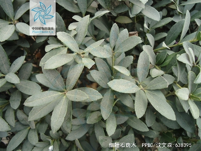  p>细叶石斑木(学名:rhaphiolepis lanceolata hu),是 a>蔷薇科 /a>