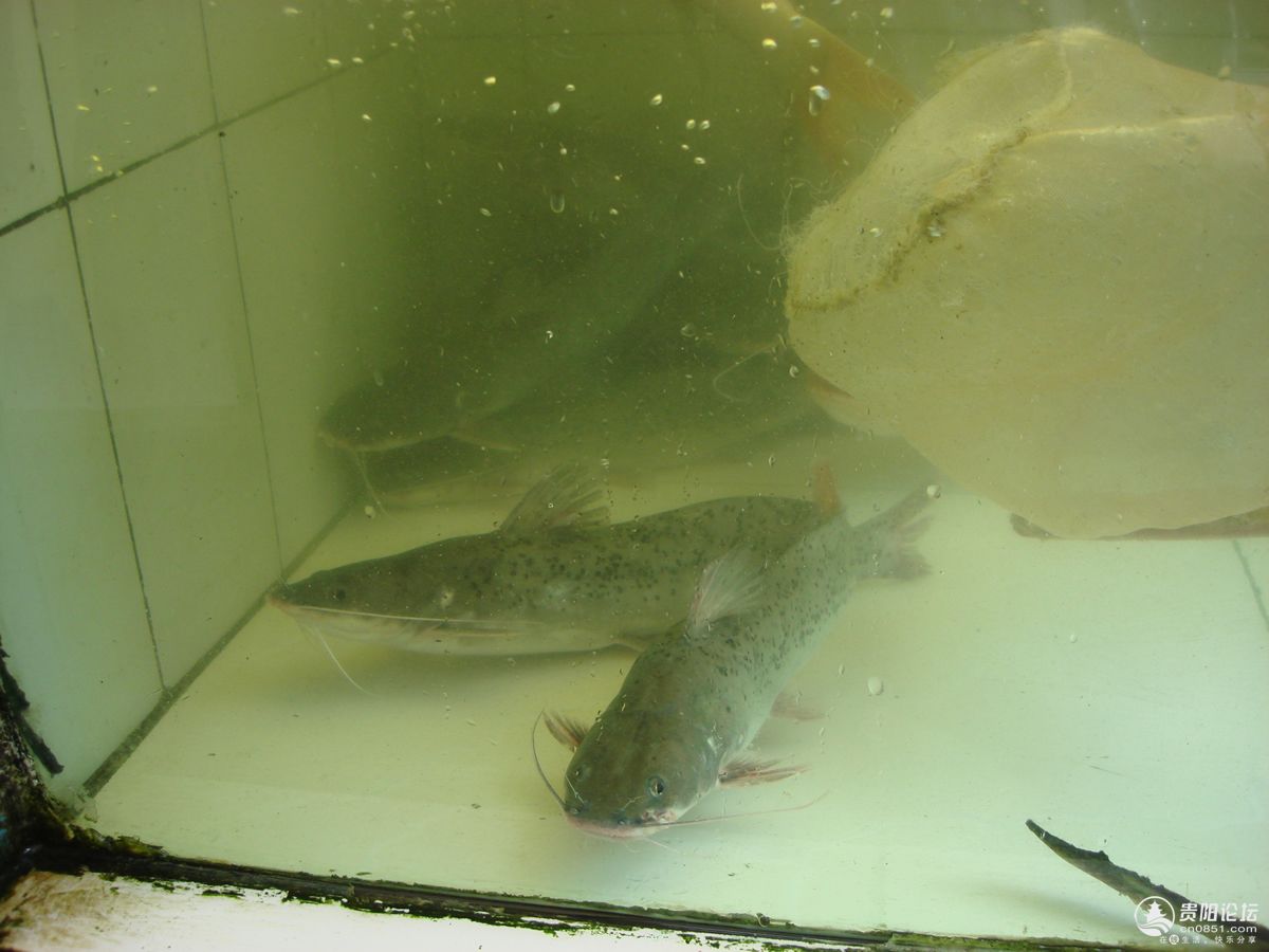  p>芝麻剑,学名斑鱯,极其珍贵的 a target="_blank" href="/item/淡水