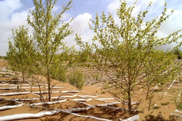  p>乌柳(学名: i>salix cheilophila /i> schneid.