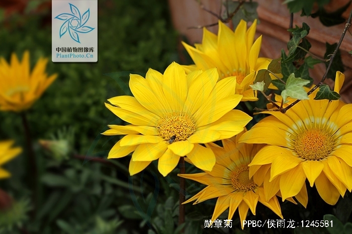  p>勋章菊(学名: i>gazania rigens /i> moench)是菊科,勋章菊属