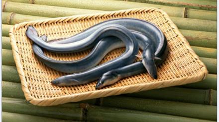 血鳗_百度百科