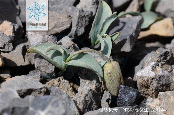  p>梭砂贝母( i>fritillaria delavayi /i>)又称德氏贝母,阿皮卡,是