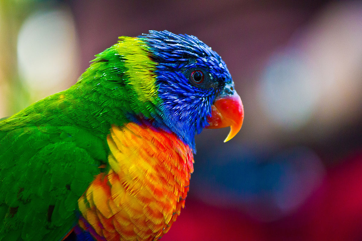 鹦鹉 /a>, a href="#" data-lemmaid="10755031">羞怯鹦鹉 /a>,彩鹦鹉