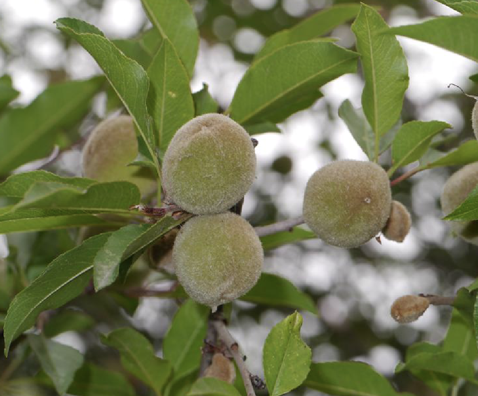  p>西康扁桃(学名: i>amygdalus tangutica /i> (batal.) korsh.