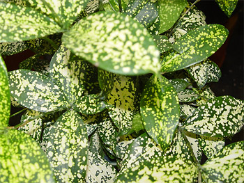  p data-id="gn95t7qe4j">星点木,又名星虎斑木,星点千年木,龙舌兰科