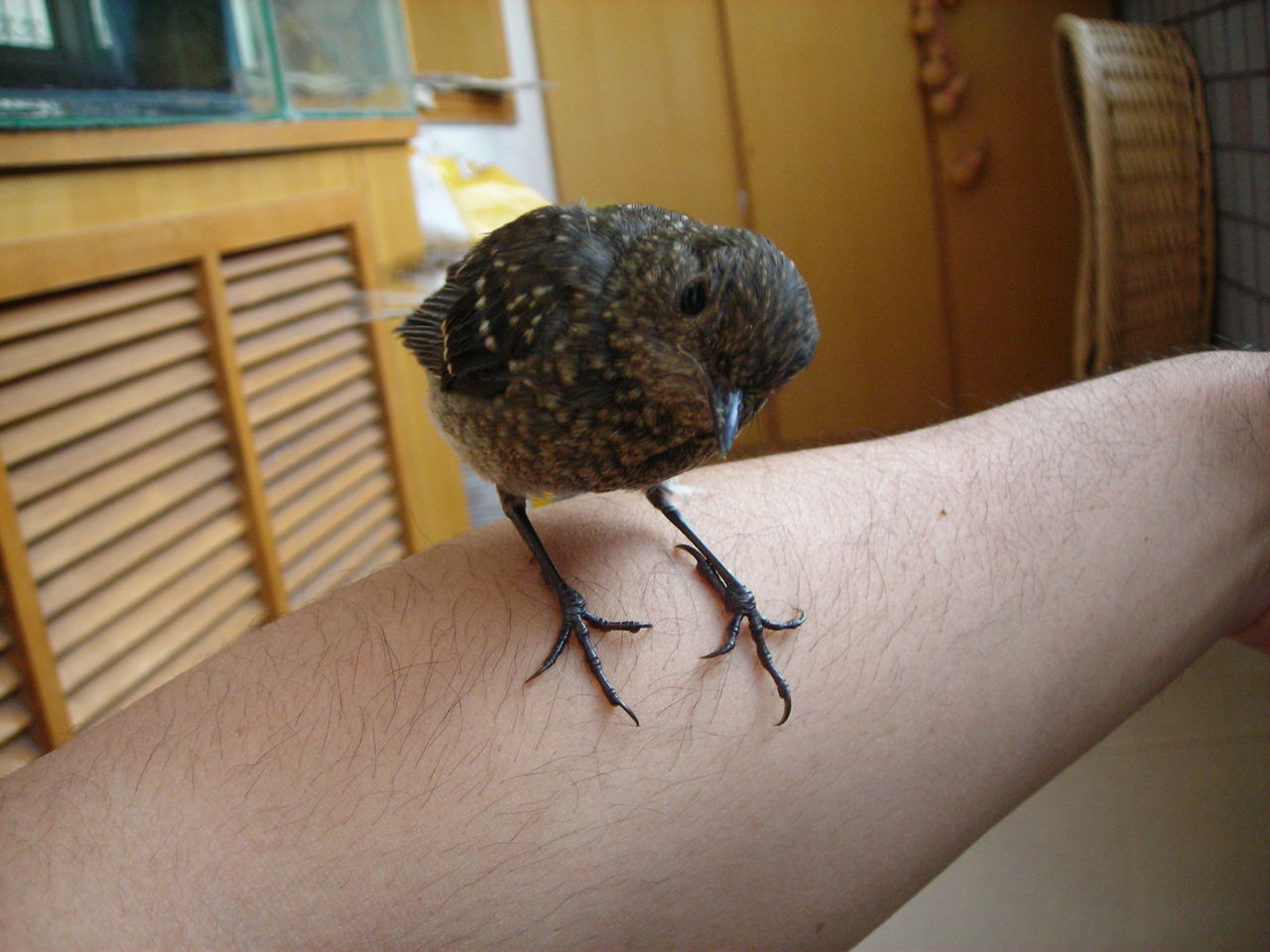  p> b>燕鸟 /b>( a href="#" data-lemmaid