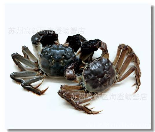 蟹类_百度百科