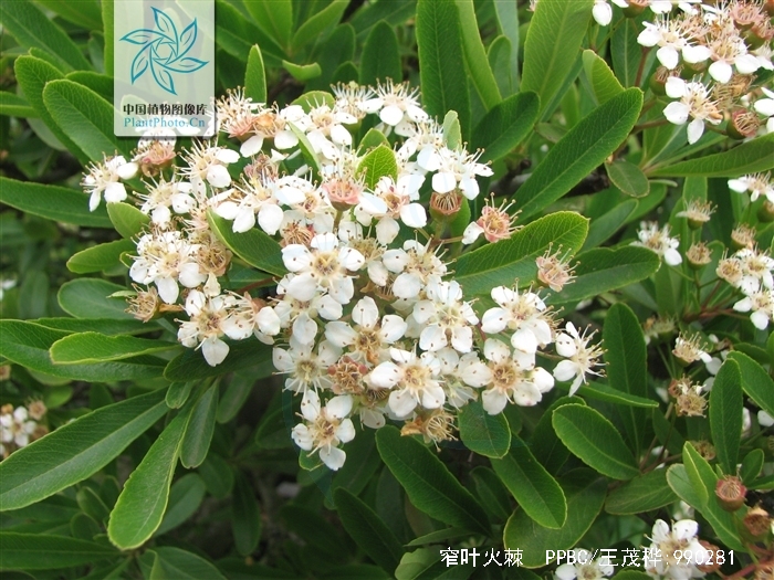  p>窄叶火棘(学名: i>pyracantha angustifolia /i> (franch.) c. k.