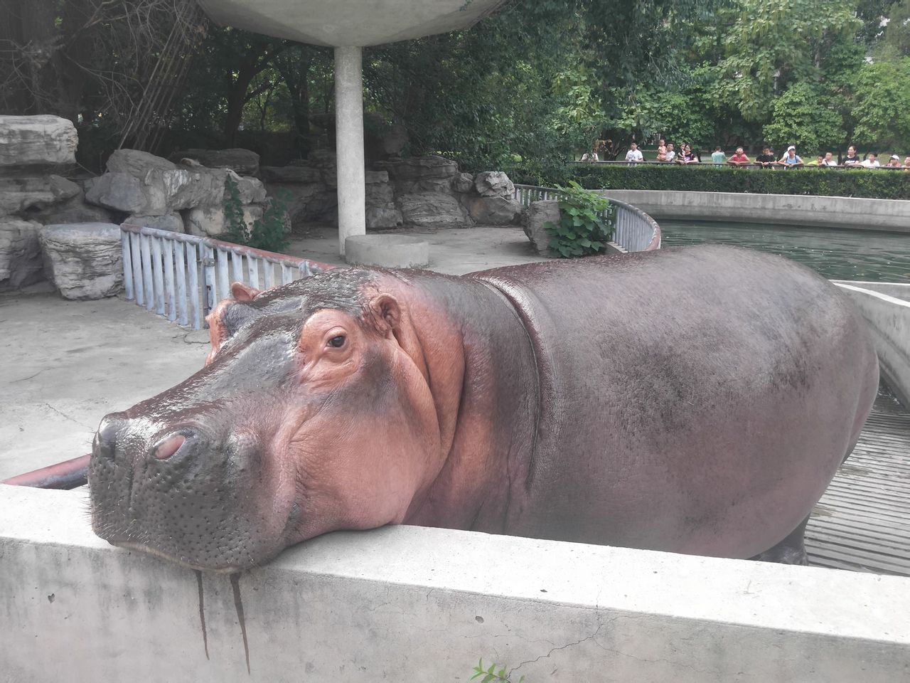 北京动物犀牛河马馆