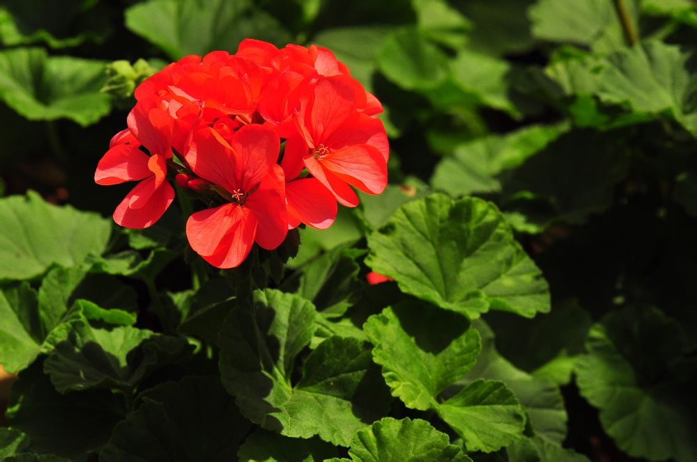  a target="_blank" href="/item/石腊红/10895349