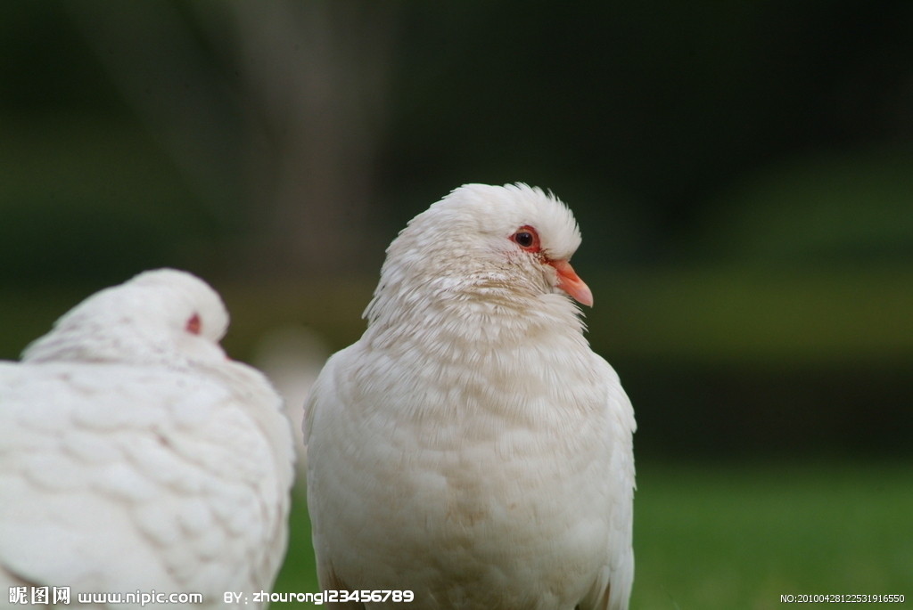 沃瑞斯美国香鸽