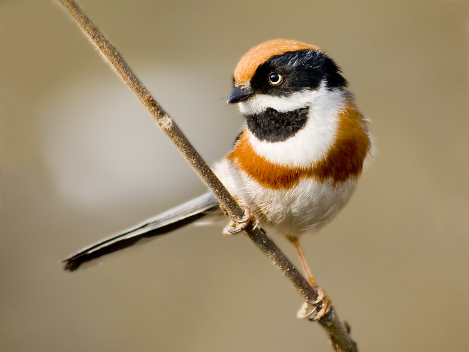  p>山雀科(paridae)是在 a target="_blank" href="/item/鸟类传统