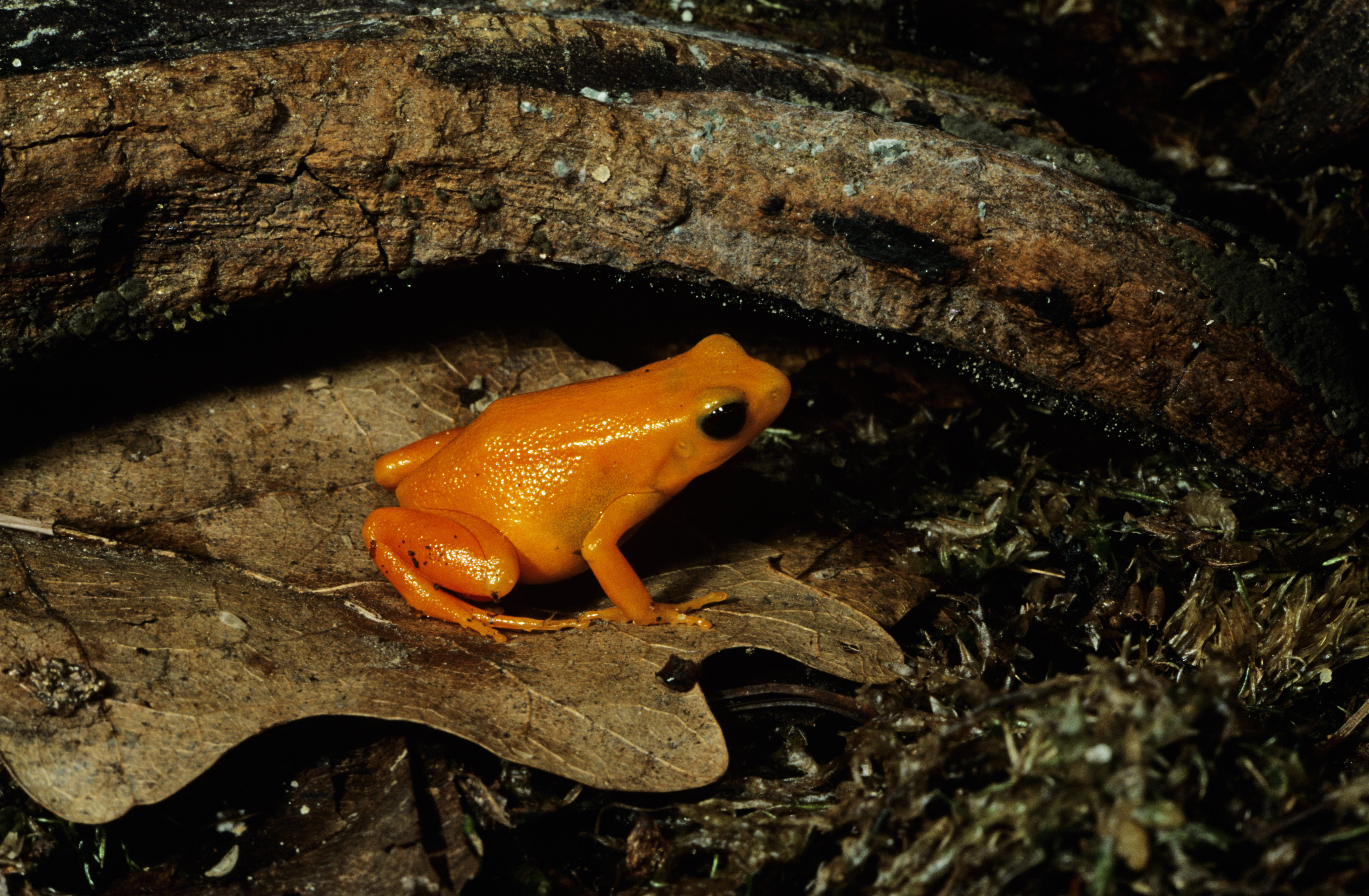 mantella aurantiaca