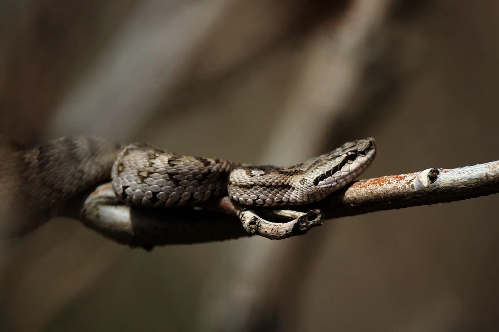 gloydius shedaoensis