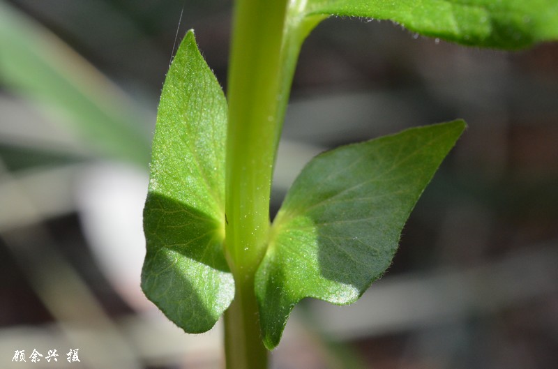  p>牯岭野豌豆(学名: i>vicia kulingiana /i>)是豆科野豌豆属的植物