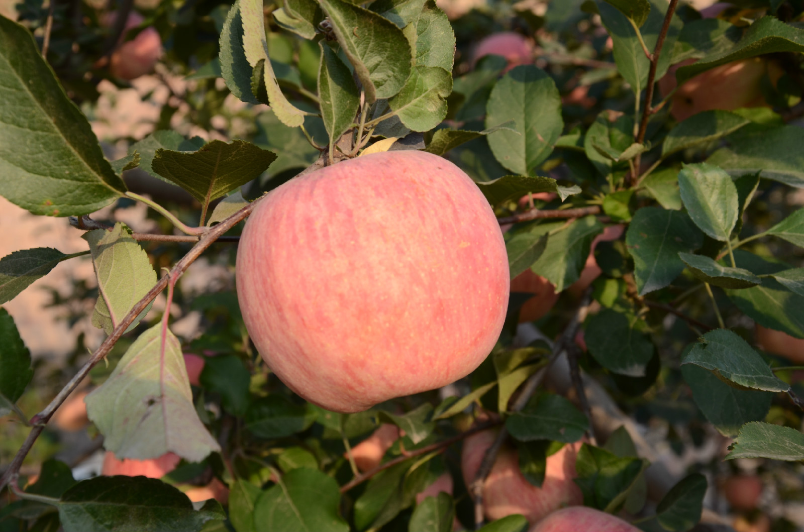  p>黄吉果属于 a target="_blank" href="/item/苹果/14822460" data