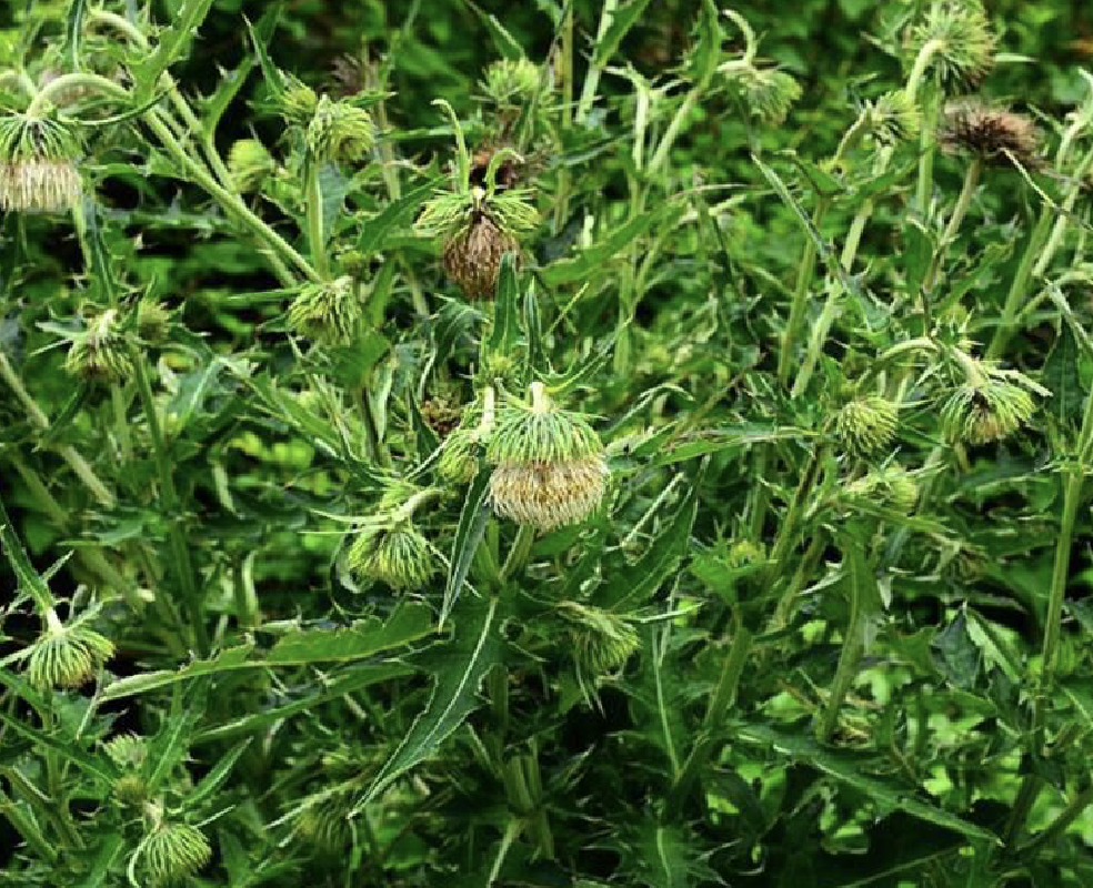 是菊科蓟属多年生草本植物,茎直立,上部分枝;全部茎枝有条棱;侧裂片