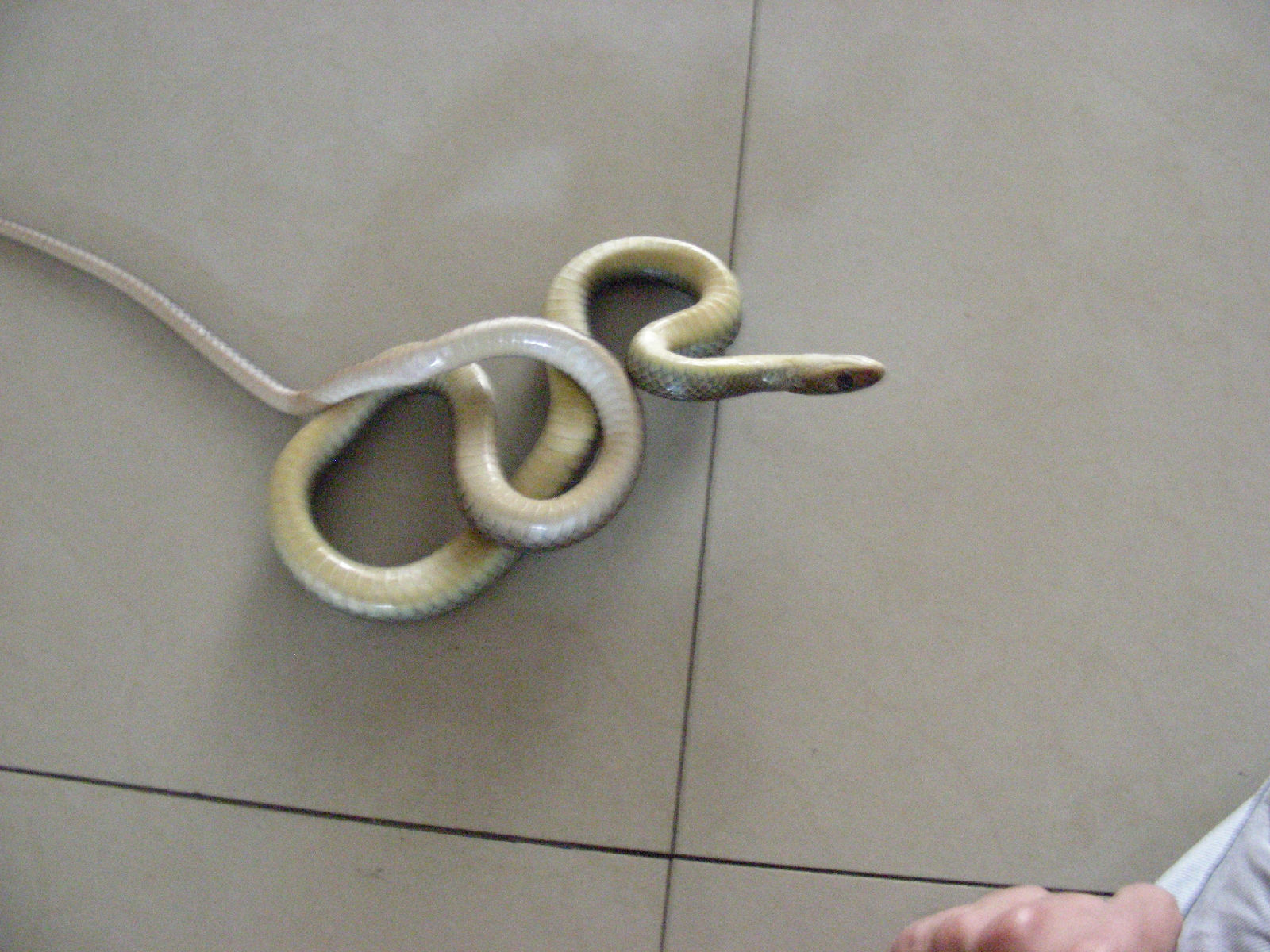  p>灰鼠蛇,学名ptyas korro,是 a target="_blank" href="/item/游蛇