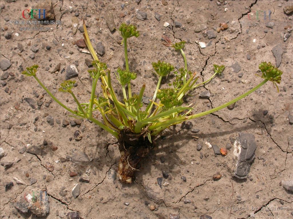 chamaesium paradoxum wolff
