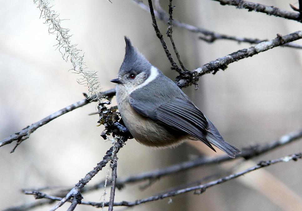  p>褐冠山雀(学名: i>lophophanes dichrous /i>):为小型 a href="#"