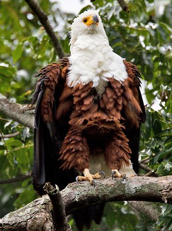  p>非洲海雕(学名: i>haliaeetus vocifer /i>):为隼形目鹰科的 a