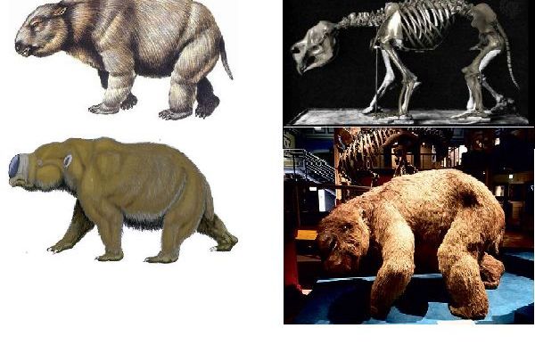 p>双门齿兽( i>diprotodon /i>),又名古草食有袋属,是最大的 a href=