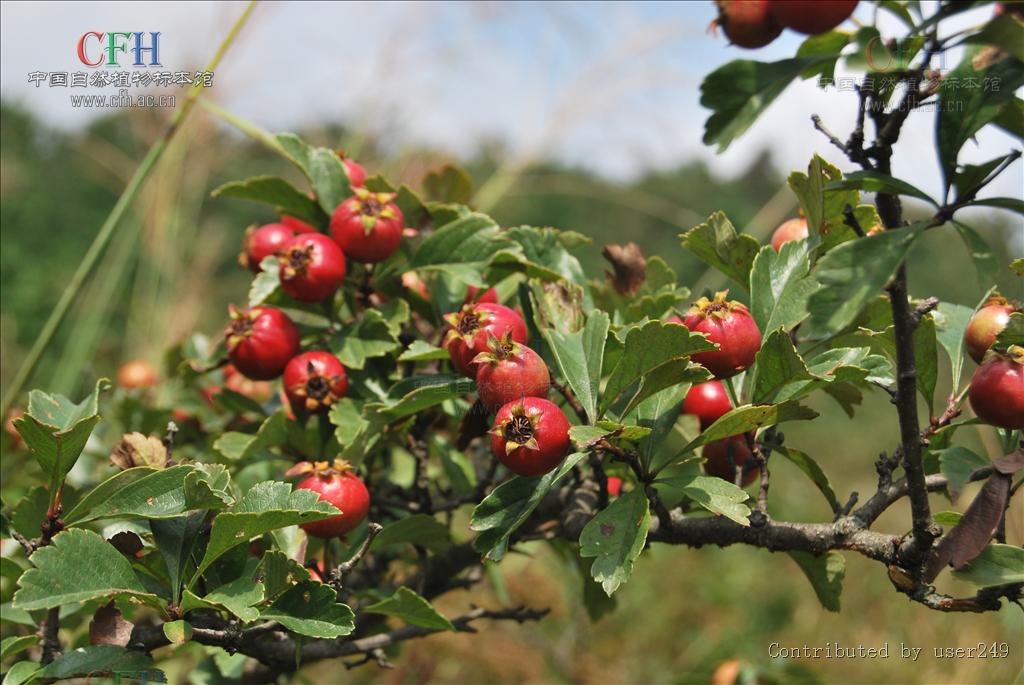  p>山楂( i>crataegus pinnatifida bunge /i>),又名山里果,山里红