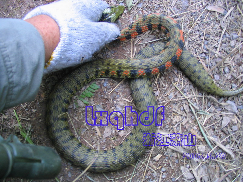 href="#" data-lemmaid="8833109">水游蛇 /a>)生活在山间溪流,平原