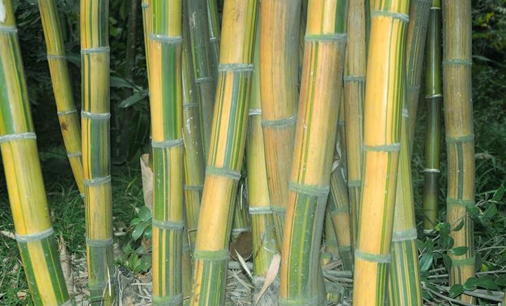  p> b>算盘竹 /b>(学名: i> b>indosasa glabrata /b> /i>)为禾本科大
