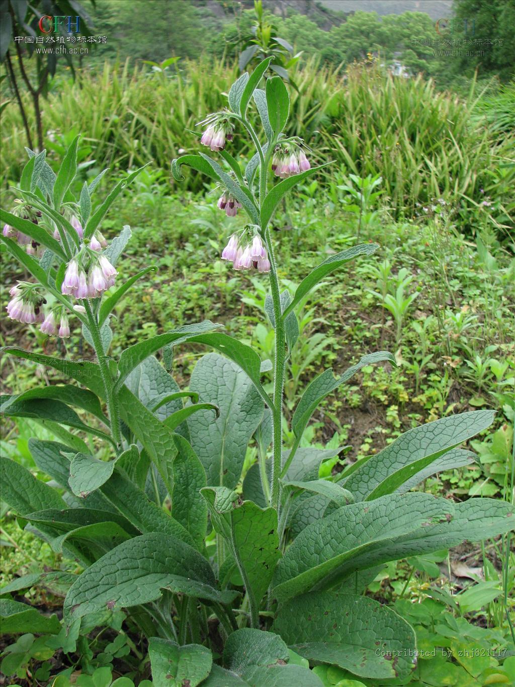  p>聚合草( i>symphytum officinale /i> l),别名爱国草,肥羊草,友益