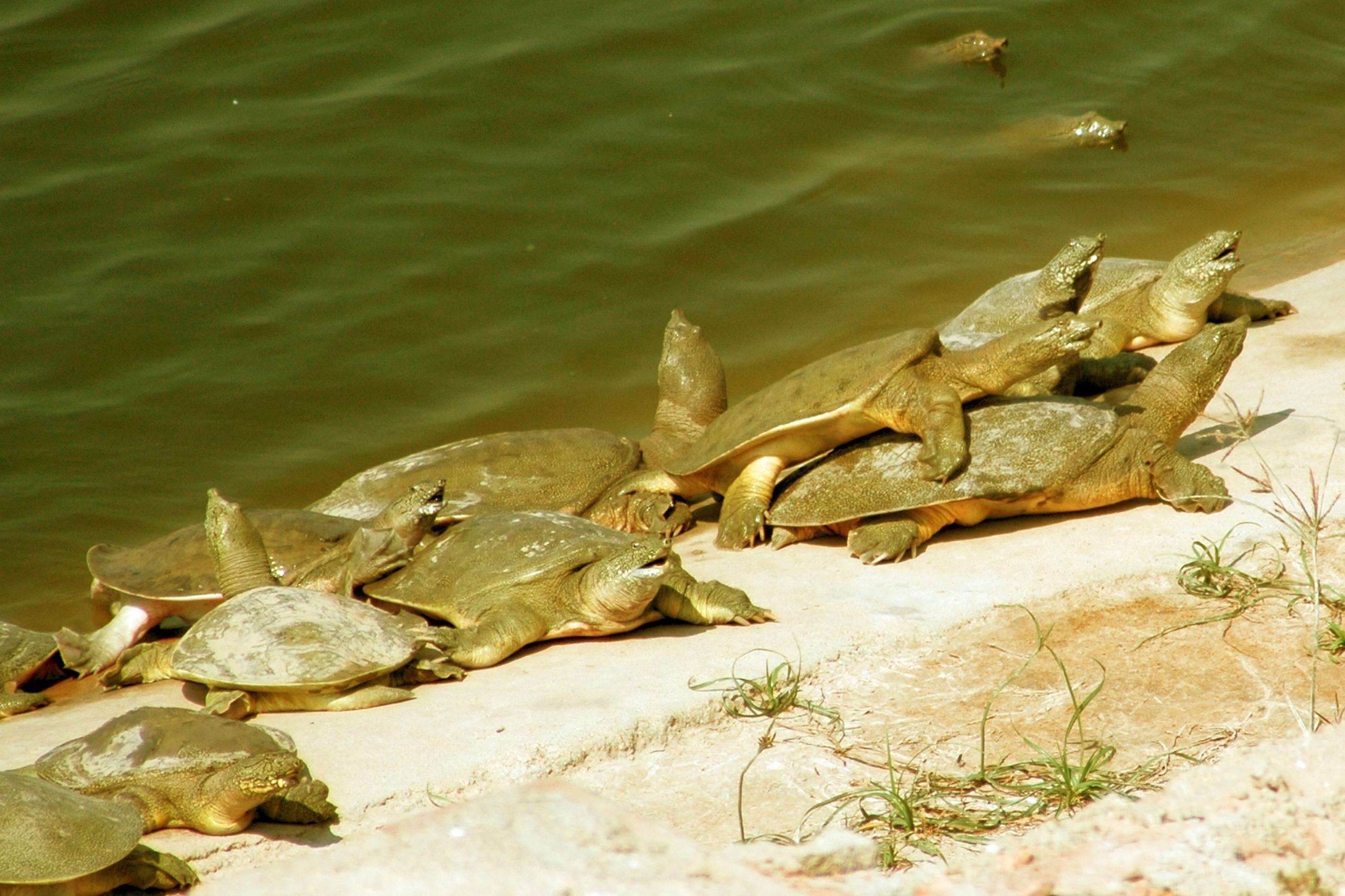  p>丁马甲鱼, a href="#" data-lemmaid="209822">山东省 /a> a href=