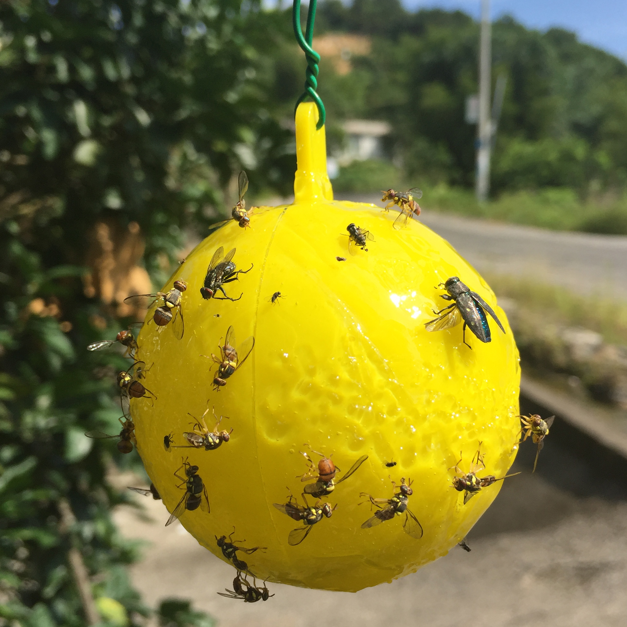  p>橘灯笼果蔬通用诱蝇球,是一种实蝇类害虫球形诱杀装置.