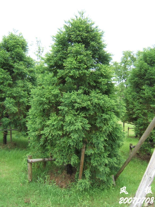  p>日本柳杉(拉丁学名: i>cryptomeria japonica  /i>(l. f.) d.