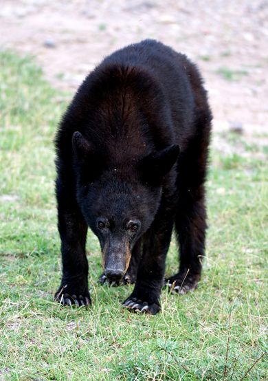 american black bear