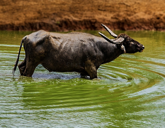 水牛