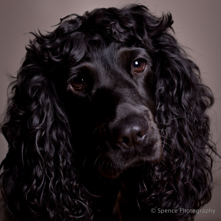  p>美国可卡犬(american cocker spaniel),又称可卡獚,斗鸡獚,斗鸡犬
