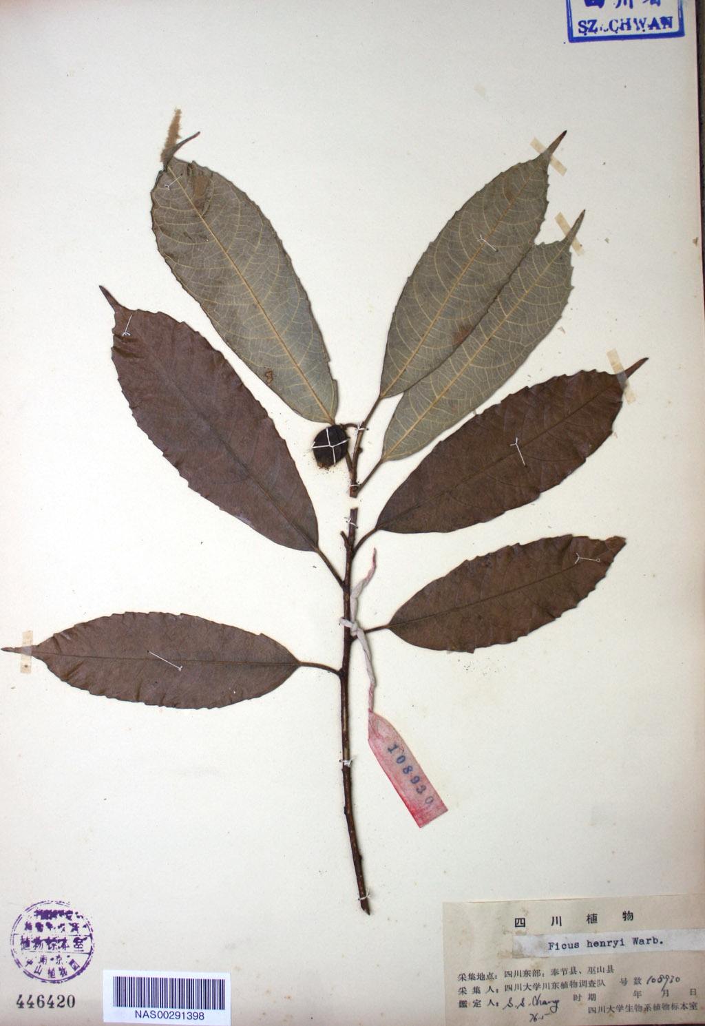  p>尖叶榕(学名: i>ficus henryi /i>)为桑科榕属下的一个种.