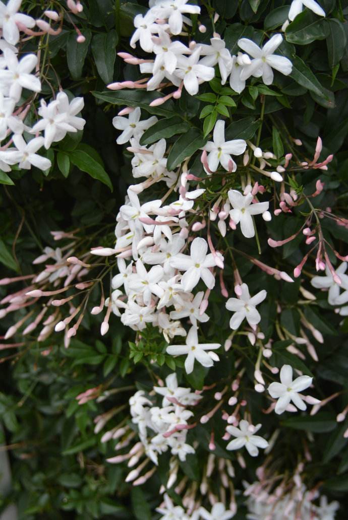  p>短萼素馨(学名:jasminum brevidentatum chia)是木犀科素馨属攀援 