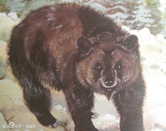  p>阿特拉斯棕熊(学名:ursus arctos crowtheri)是 a target="_blank"