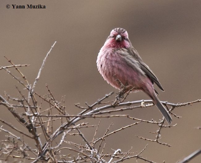 carpodacus pulcherrimus waltoni