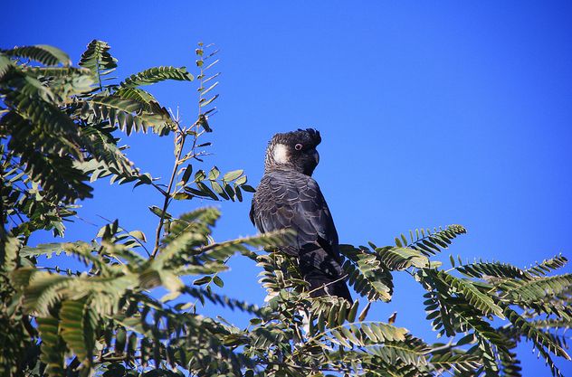 white-tailed black-cockatoo