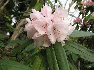  p>银叶杜鹃(学名: i>rhododendron argyrophyllum /i> franch.